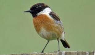 European Stonechat