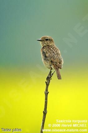 European Stonechat female adult breeding