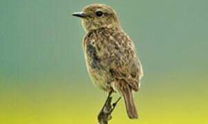 European Stonechat