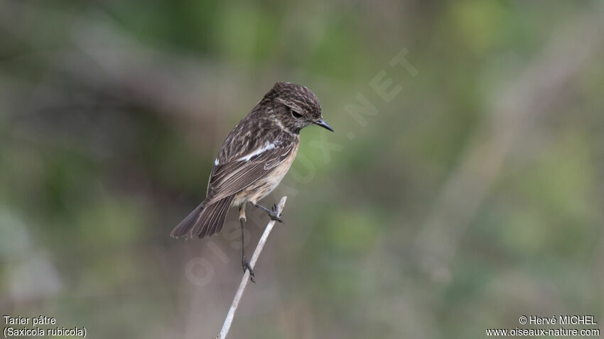 European Stonechat female adult breeding