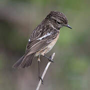 European Stonechat