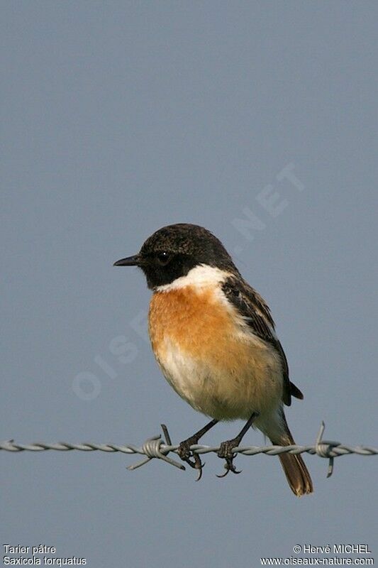 European Stonechat male adult breeding, identification