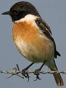 European Stonechat