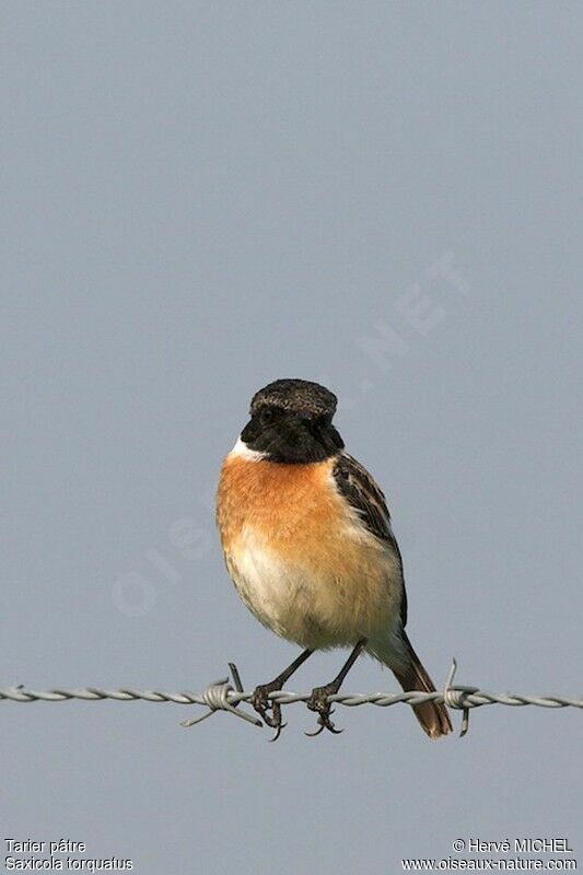 European Stonechat male adult breeding, identification