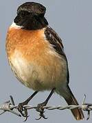 European Stonechat