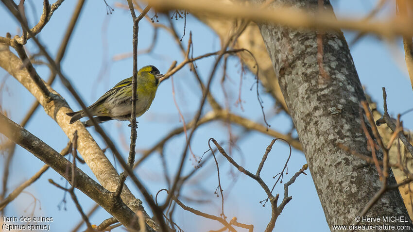 Eurasian Siskin male adult breeding