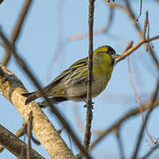 Eurasian Siskin