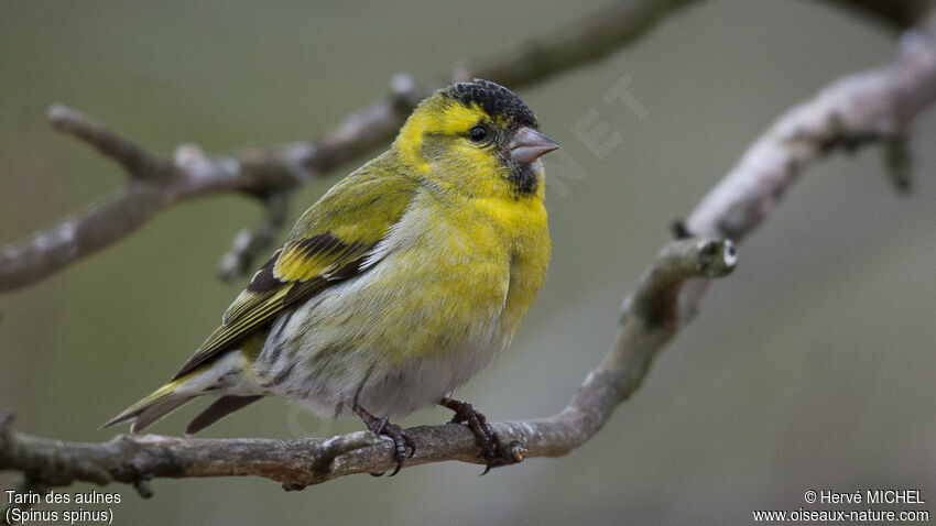 Eurasian Siskin male adult