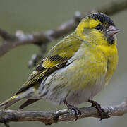 Eurasian Siskin