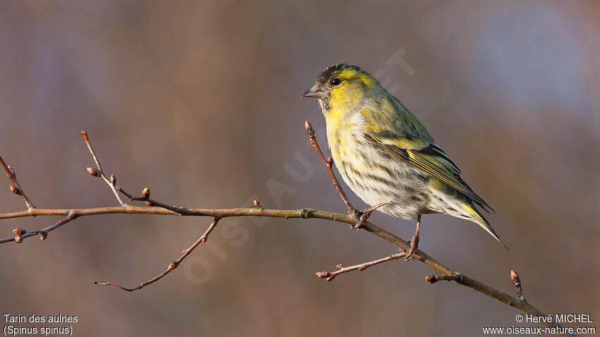 Eurasian Siskin male adult