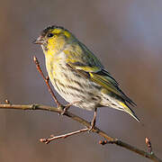 Eurasian Siskin