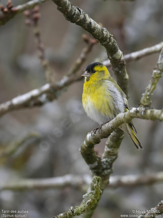 Eurasian Siskin male adult breeding