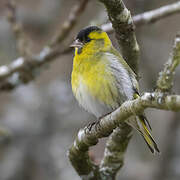 Eurasian Siskin