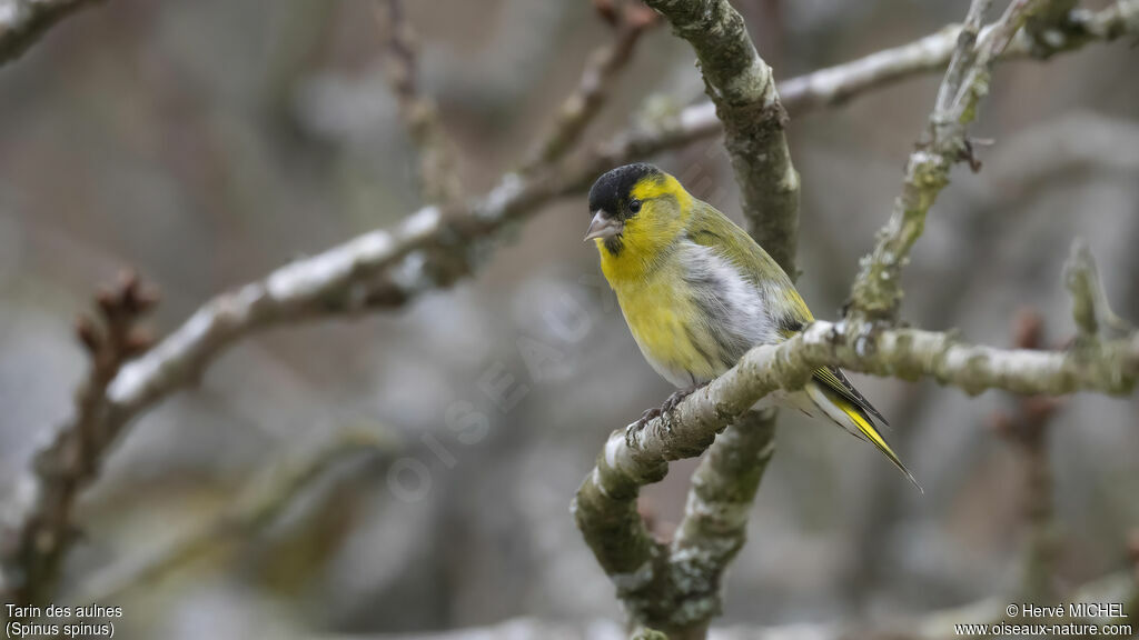 Eurasian Siskin male adult