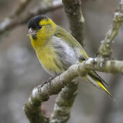 Eurasian Siskin