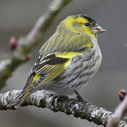 Eurasian Siskin