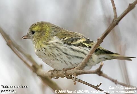 Eurasian Siskin