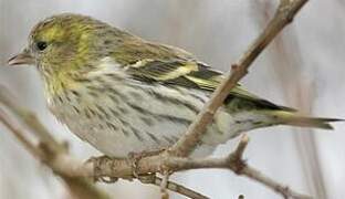 Eurasian Siskin