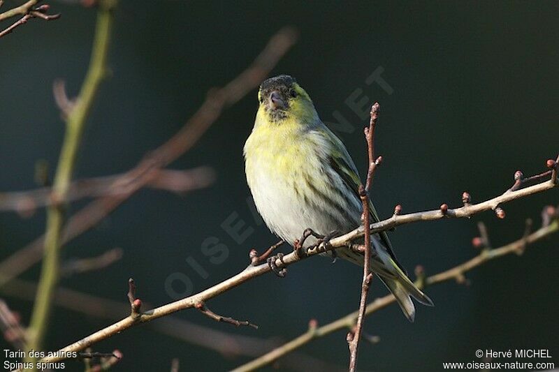 Eurasian Siskin male adult breeding