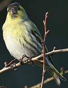 Eurasian Siskin