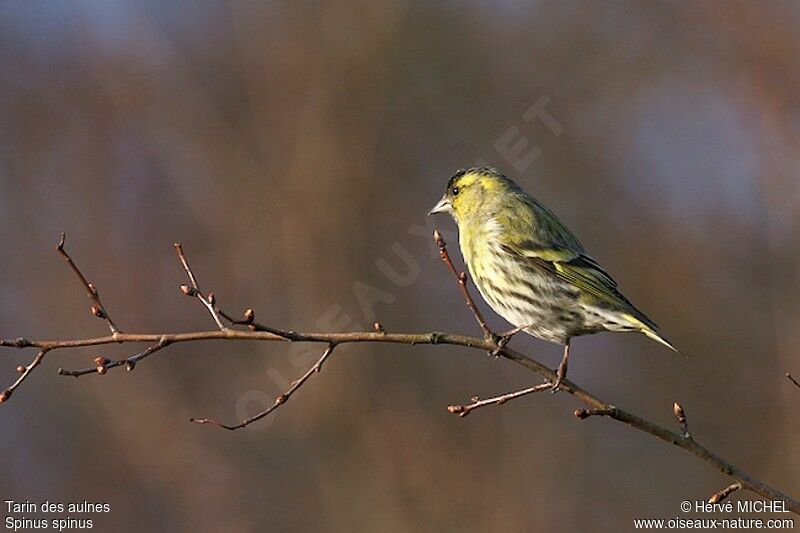 Eurasian Siskin male adult breeding