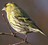 Eurasian Siskin