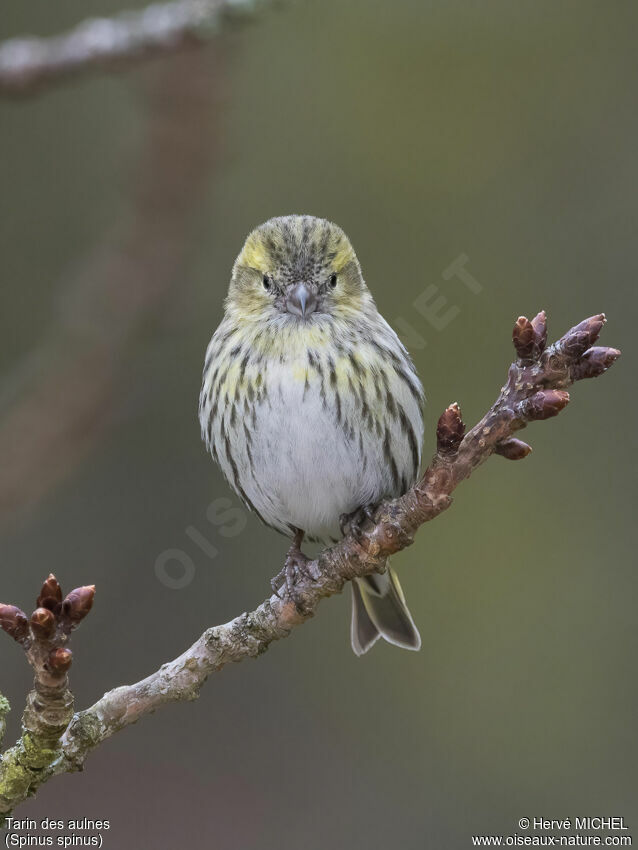 Eurasian Siskin female