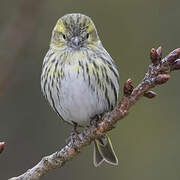 Eurasian Siskin