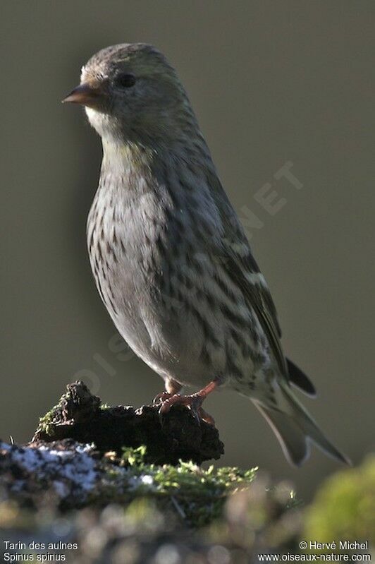 Eurasian Siskin female adult