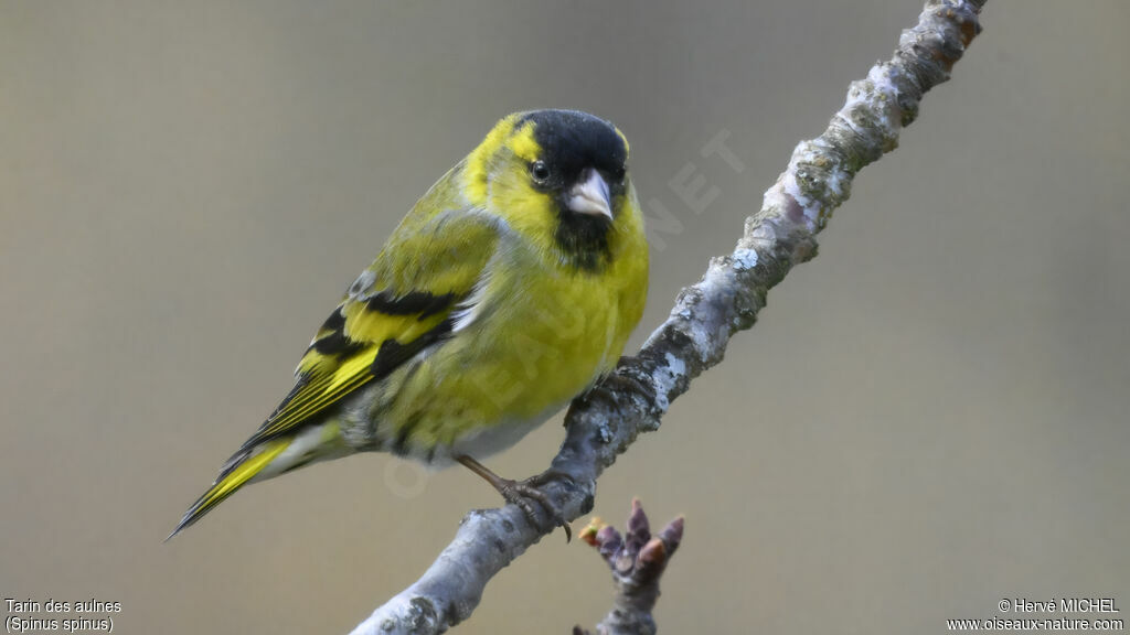 Eurasian Siskin male adult