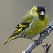 Eurasian Siskin