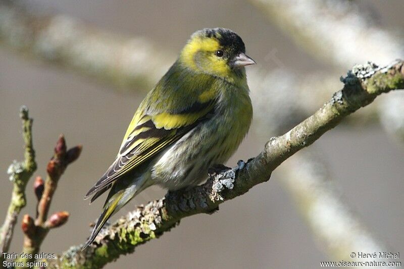 Eurasian Siskin male adult