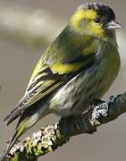 Eurasian Siskin