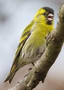 Eurasian Siskin