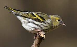 Eurasian Siskin