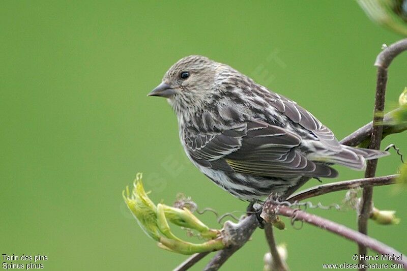 Pine Siskin female adult