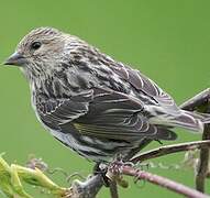 Pine Siskin