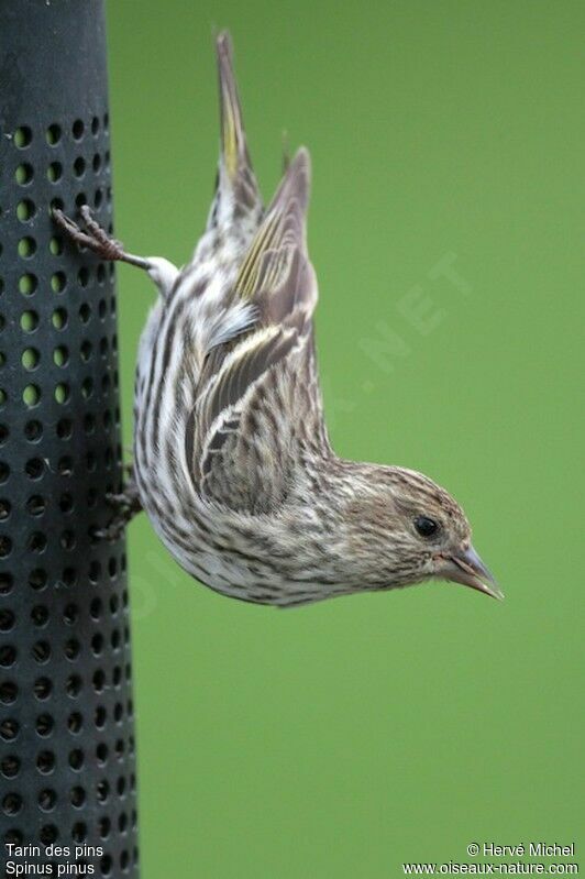 Pine Siskin female adult