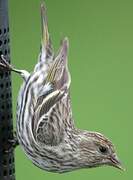 Pine Siskin