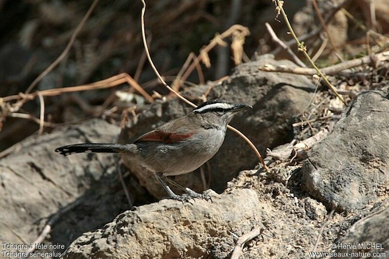 Black-crowned Tchagraadult, identification