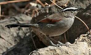 Black-crowned Tchagra