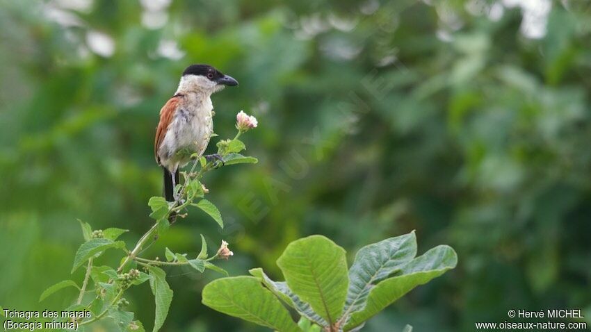 Marsh Tchagra male adult