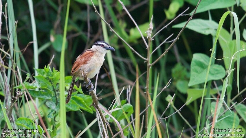 Marsh Tchagra female adult