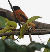 Red-bellied Paradise Flycatcher