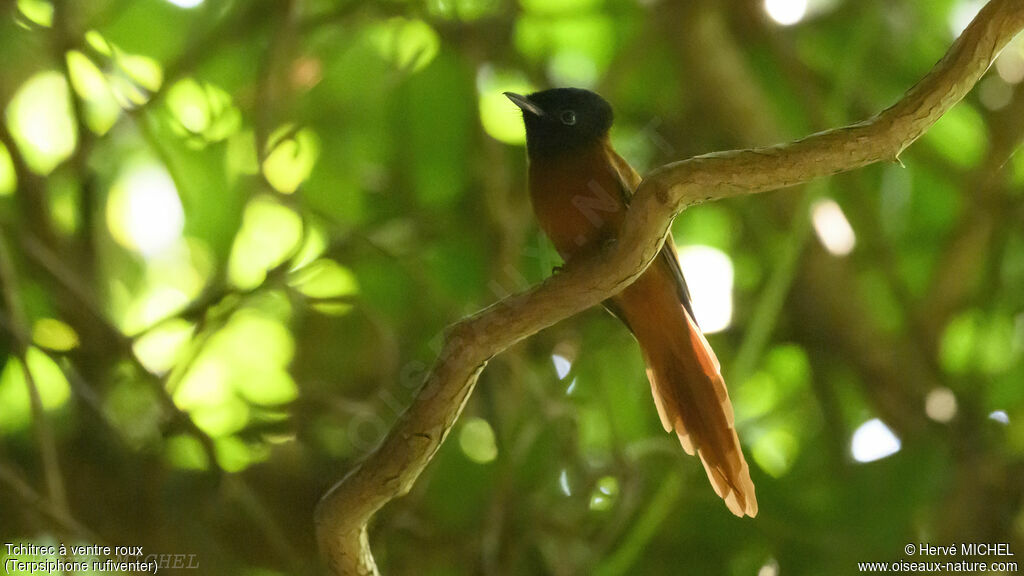 Red-bellied Paradise Flycatcher