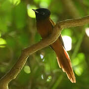 Red-bellied Paradise Flycatcher