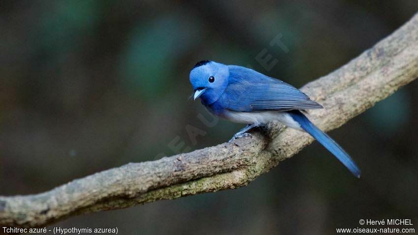 Black-naped Monarch male adult