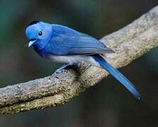 Black-naped Monarch