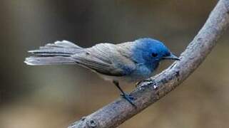 Black-naped Monarch