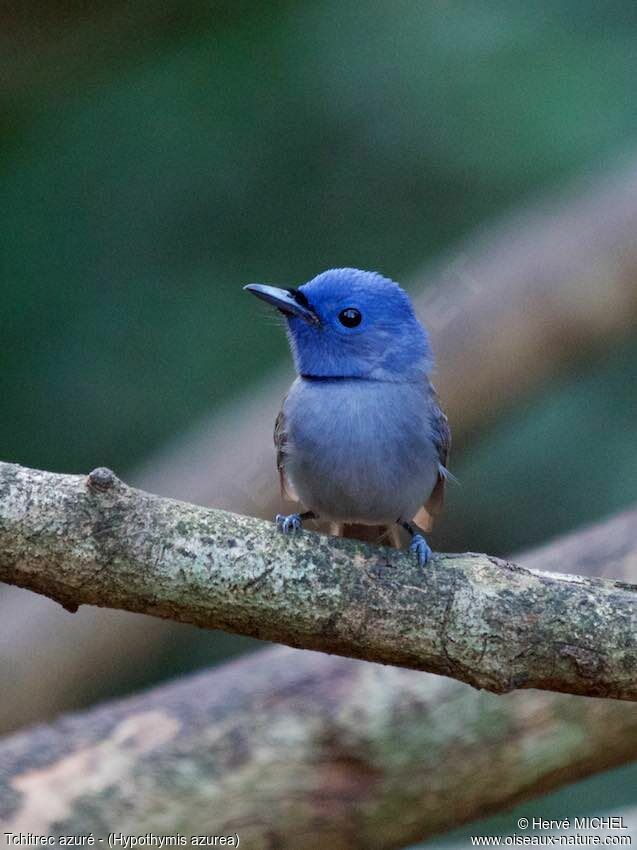 Black-naped Monarch female adult